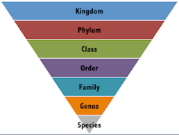 Animal Taxonomy Lesson for Kids: Levels & Diagram | Study.com